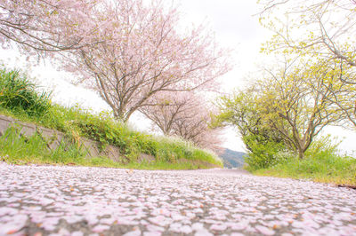 Road passing through forest