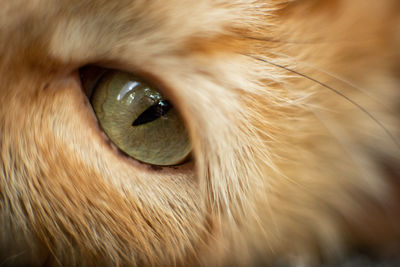 Close-up of cat eye