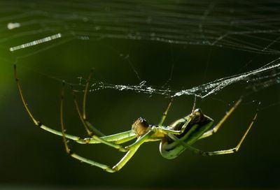 Close-up of spider