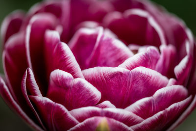 Close-up of pink tulips