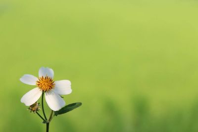 High angle view of white flower blooming at park