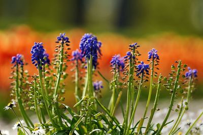 Close-up of flowering plants against blurred background