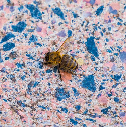 High angle view of bee on leaf