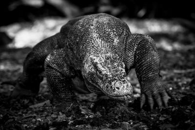 View of monitor lizard on field