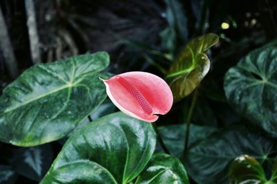 Close-up of red flower