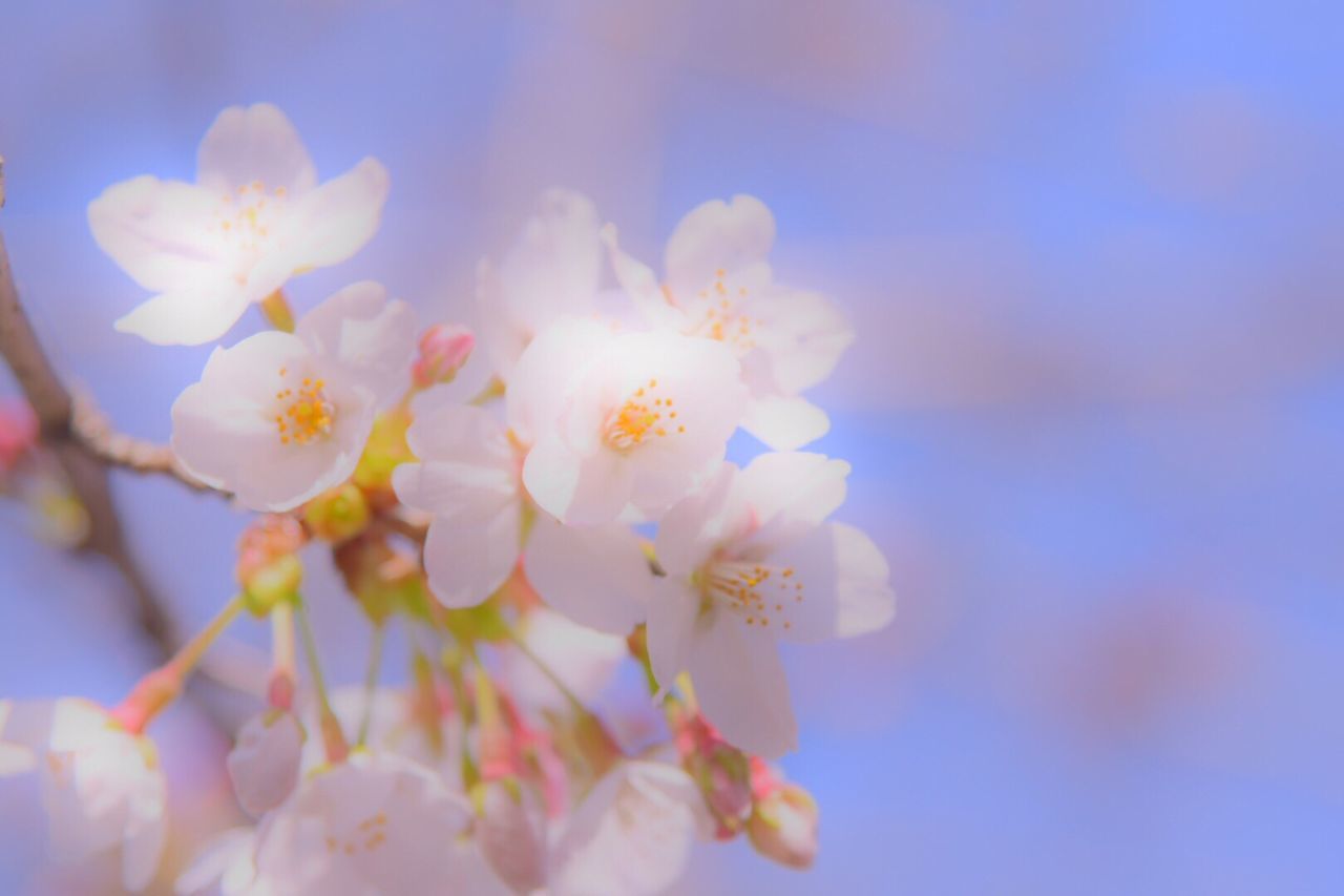 flower, freshness, fragility, petal, growth, beauty in nature, flower head, focus on foreground, nature, blooming, close-up, blossom, cherry blossom, in bloom, selective focus, springtime, white color, tree, pink color, day