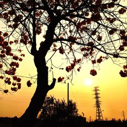 Low angle view of silhouette trees against sky at sunset