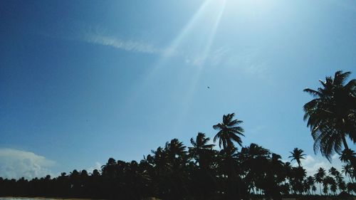 Low angle view of coconut palm trees against blue sky