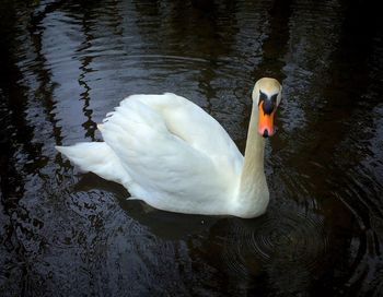 Swans swimming in lake