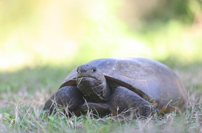 Close-up of turtle on field