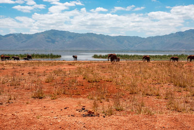 A herd of african elephants grazing at the shores lake jipe at tsavo west national park in kenya