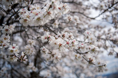 Close-up of cherry blossom