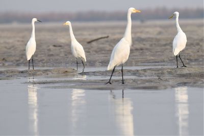 Flock of birds on beach