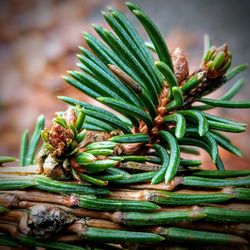 Close-up of pine cone on tree