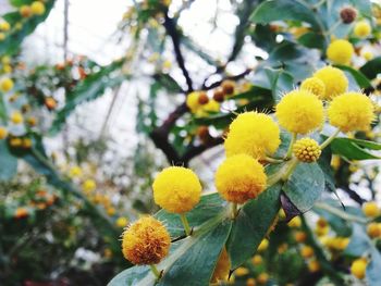 Close-up of yellow flowers blooming on tree