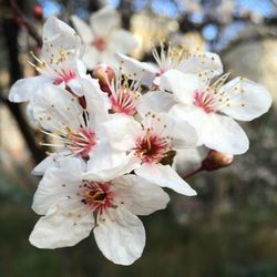 Close-up of white flowers blooming in park