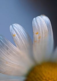 Close-up of white flower against blue background