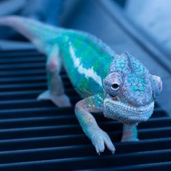 Close-up of chameleon