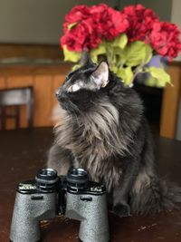 Portrait of cat sitting on floor