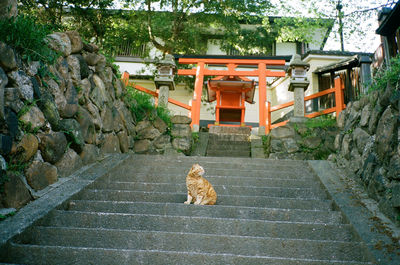 Dog lying down on staircase of building