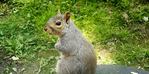 Close-up of squirrel on field