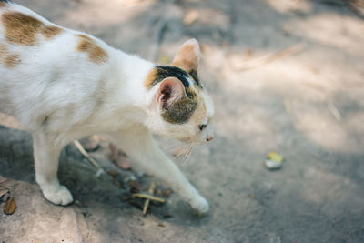 High angle view of a cat looking away