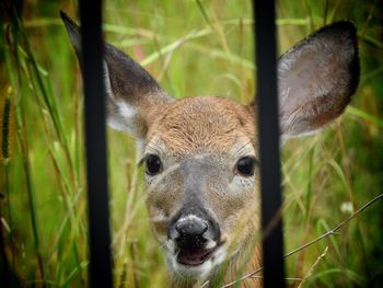 Close-up portrait of an animal on field