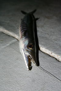 Close-up of dead fish