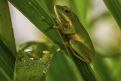 Close-up of lizard on leaf