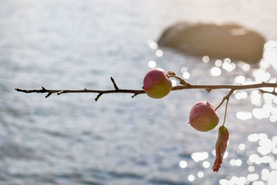 Close-up of berries growing on plant