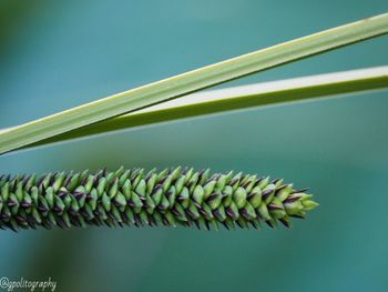 Close-up of leaf on plant