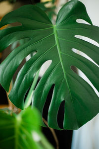 Close-up of green leaves