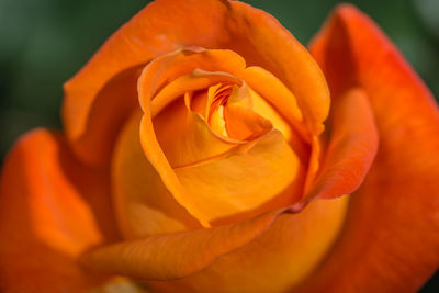 Close-up of orange flower