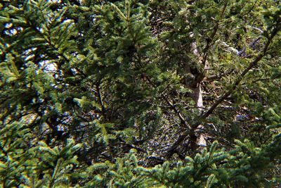 Full frame shot of tree branch