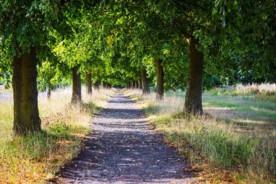 Footpath along trees