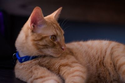 Close-up of ginger cat relaxing