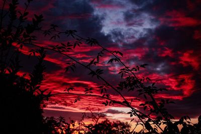 Low angle view of silhouette tree against sky during sunset