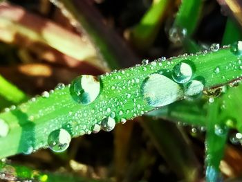 Close-up of raindrops on leaf