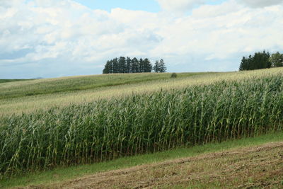 Scenic view of agricultural field against sky