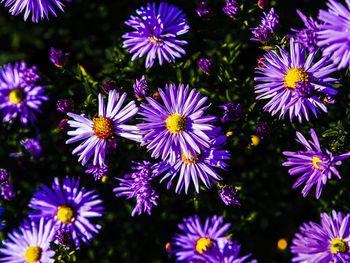 Close-up of purple flowering plants