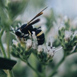 Close-up of butterfly pollinating on flower