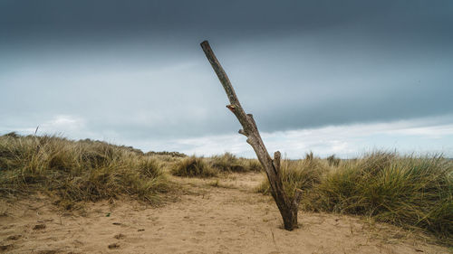 Dead plant on land against sky