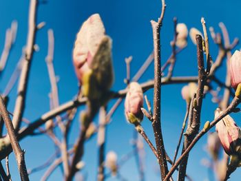 Low angle view of flowering plants against blue sky