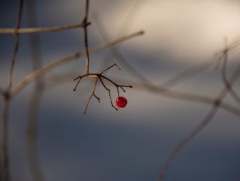 Close-up of red berries on twig