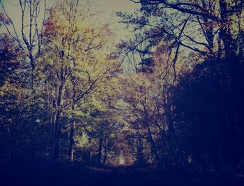 Trees in forest