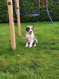 Portrait of dog on field