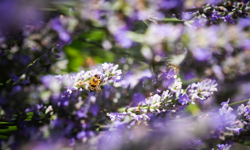 Close-up of bee pollinating on purple flowering plant