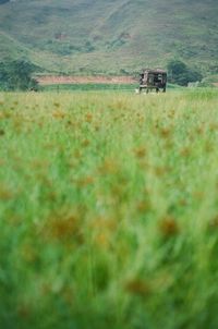 Trees on grassy field