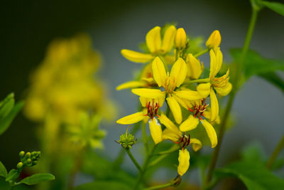 Close-up of yellow flowering plant