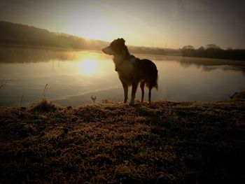 Dog standing on field by lake against sky during sunset